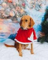 Молодой песик Рыжулик, метис гончей ищет дом