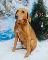 Молодой песик Рыжулик, метис гончей ищет дом