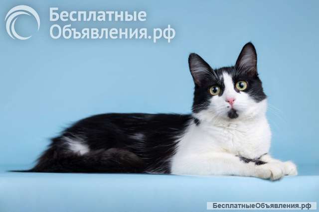 Нежный комочек счастья по имени Ника ждет своих хозяев