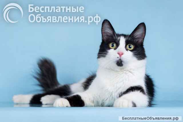 Нежный комочек счастья по имени Ника ждет своих хозяев