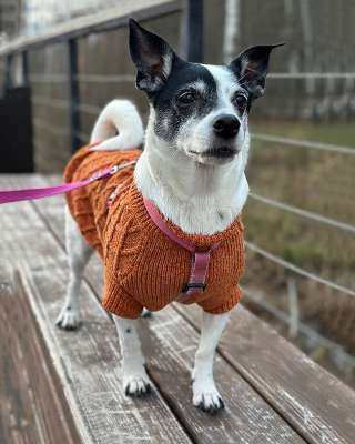 Небольшая домашняя собачка Вега, метис Джек Рассела ищет дом