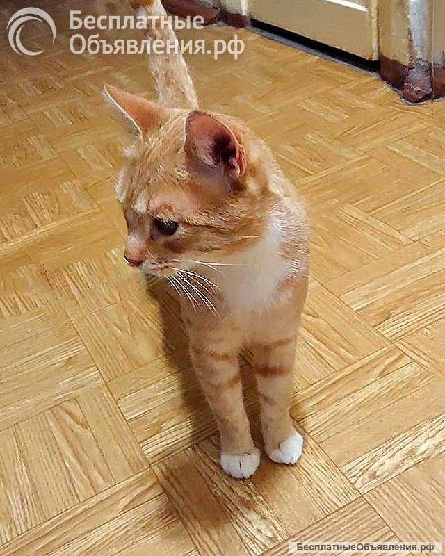 Котик-подросток Василий ищет дом