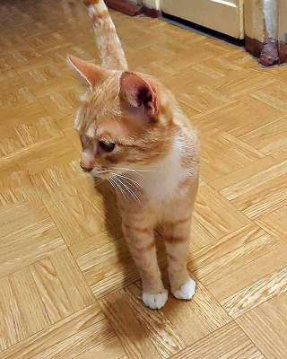 Котик-подросток Василий ищет дом