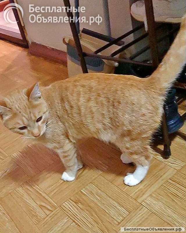 Котик-подросток Василий ищет дом