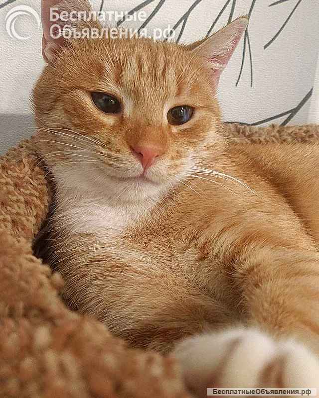 Котик-подросток Василий ищет дом