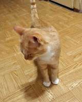 Котик-подросток Василий ищет дом