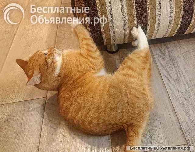 Котик-подросток Василий ищет дом