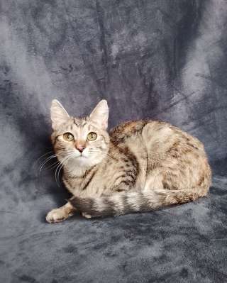 Котенок Машенька ищет дом