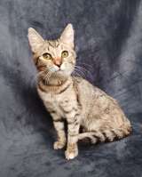 Котенок Машенька ищет дом