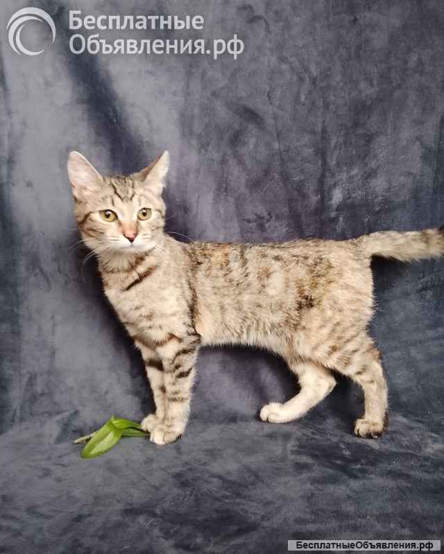 Котенок Машенька ищет дом