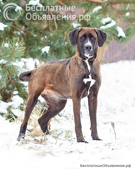 Красавица Лада, молодая добрая семейная собака ищет дом