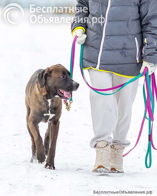 Красавица Лада, молодая добрая семейная собака ищет дом