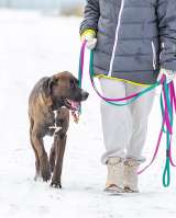 Красавица Лада, молодая добрая семейная собака ищет дом