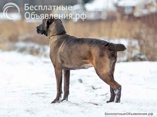 Красавица Лада, молодая добрая семейная собака ищет дом