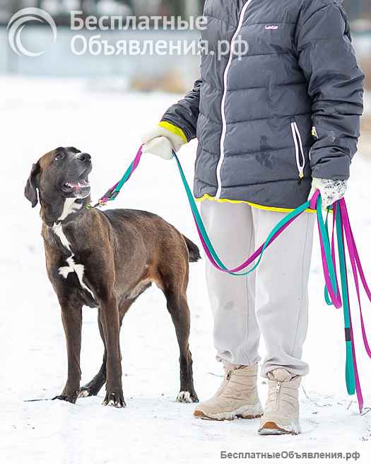 Красавица Лада, молодая добрая семейная собака ищет дом