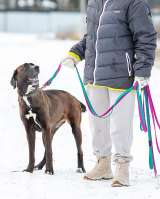 Красавица Лада, молодая добрая семейная собака ищет дом