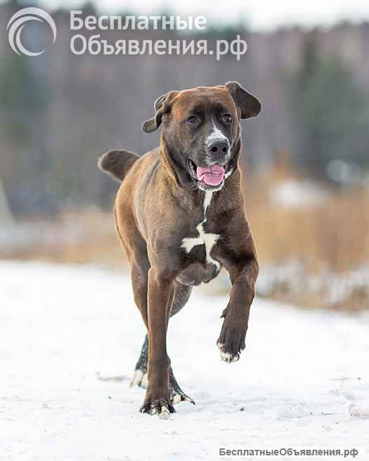 Красавица Лада, молодая добрая семейная собака ищет дом