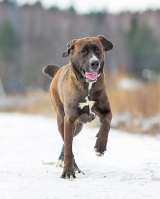 Красавица Лада, молодая добрая семейная собака ищет дом