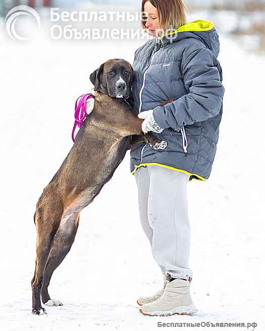 Красавица Лада, молодая добрая семейная собака ищет дом