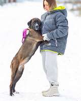 Красавица Лада, молодая добрая семейная собака ищет дом