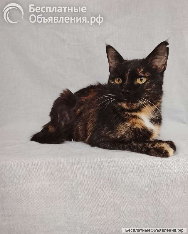 Мурка ищет дом