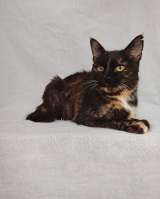 Мурка ищет дом