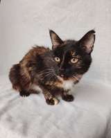 Мурка ищет дом