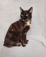 Мурка ищет дом