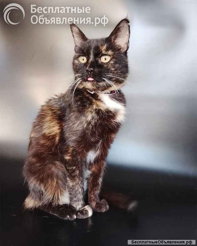 Мурка ищет дом