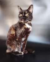 Мурка ищет дом