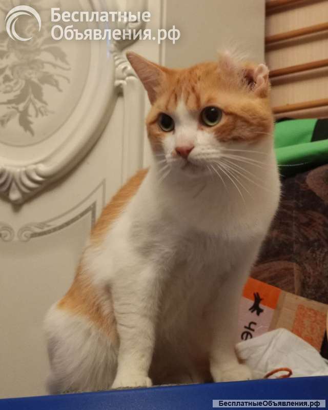 Замечательный котик Пьер Безухов ищет добрый дом