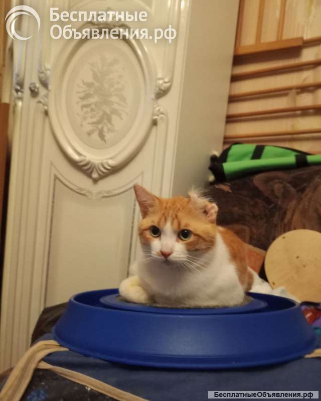 Замечательный котик Пьер Безухов ищет добрый дом