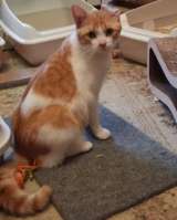 Замечательный котик Пьер Безухов ищет добрый дом