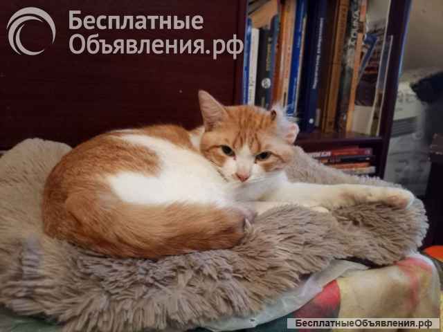 Замечательный котик Пьер Безухов ищет добрый дом