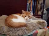 Замечательный котик Пьер Безухов ищет добрый дом