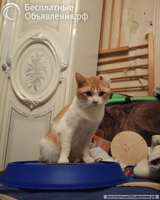 Замечательный котик Пьер Безухов ищет добрый дом
