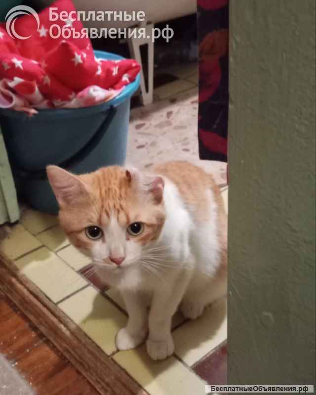 Замечательный котик Пьер Безухов ищет добрый дом