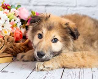 Нежный мальчик Балу ищет свою семью