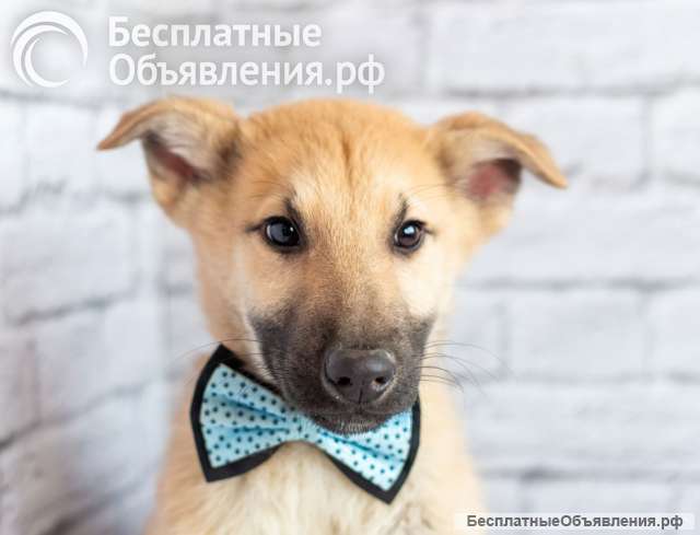 Красавчик Барни в поисках любящей семьи