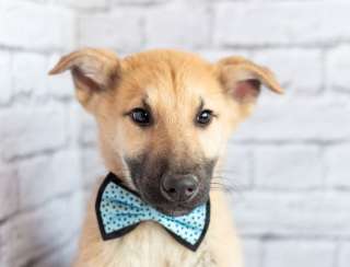 Красавчик Барни в поисках любящей семьи