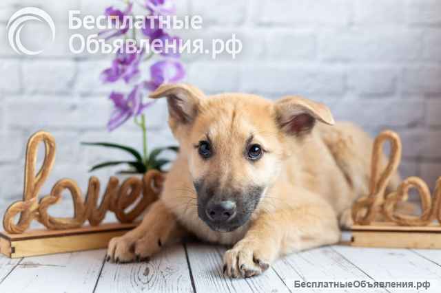 Красавчик Барни в поисках любящей семьи