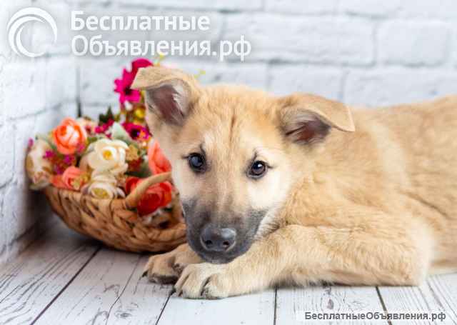 Красавчик Барни в поисках любящей семьи