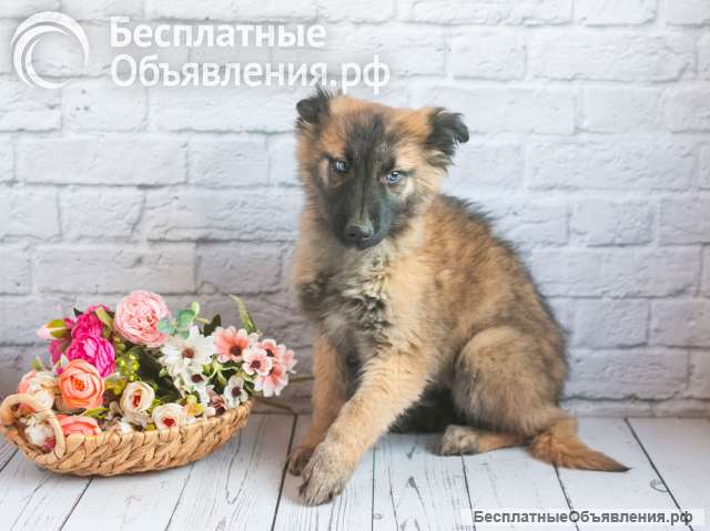 Мишель - активный «медвежонок» в добрые заботливые руки