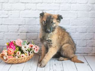 Мишель - активный «медвежонок» в добрые заботливые руки