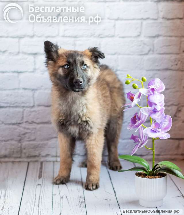 Мишель - активный «медвежонок» в добрые заботливые руки