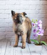 Мишель - активный «медвежонок» в добрые заботливые руки