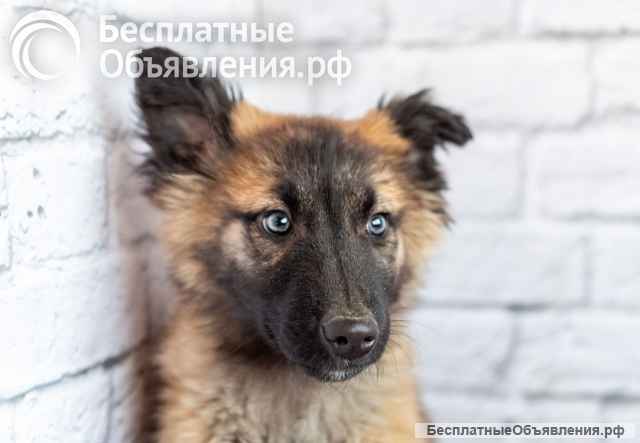 Мишель - активный «медвежонок» в добрые заботливые руки