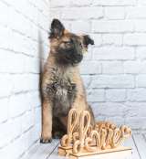 Мишель - активный «медвежонок» в добрые заботливые руки