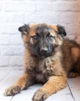 Мишель - активный «медвежонок» в добрые заботливые руки