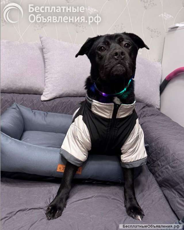 Ищу лучшую семью для лучшего мальчика